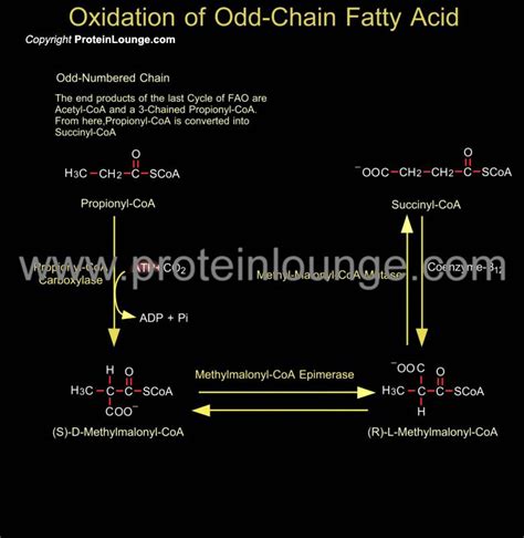 odd chain fatty acids examples|Update on food sources and biological activity of odd.